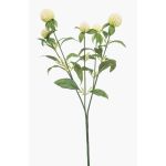 Ramo decorativo di amaranto sferico DREWON, crema, 65 cm, Ø 2-3 cm