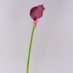 Calla decorativa TERESA, viola, 70cm, 10x18cm