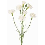 Ramo decorativo di garofano PIARA, bianco, 60 cm, Ø 3-5 cm