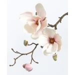 Magnolia decorativa MALBINE, bianco-rosa, 50cm, Ø6-10cm
