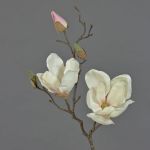 Magnolia decorativa MALBINE, bianco-rosa, 50cm, Ø6-10cm