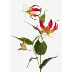Gloriosa finta FUJITA, rosa-giallo, 80cm, Ø15cm