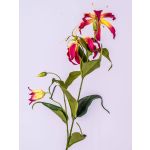 Gloriosa finta FUJITA, rosa-giallo, 80cm, Ø15cm
