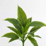 Cordyline artificiale VALDA su stelo, verde-bianco, 30cm