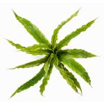 Felce nido di plastica FRANNY, su stelo, verde, 30cm, Ø30cm