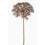 Heracleum finto ANSARI, marrone, 80cm, Ø22cm