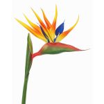 Strelizia artificiale LATIFA, arancione-viola, 80cm, 17x20cm