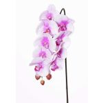 Ramo finto di orchidea Phalaenopsis ENISA, rosa-bianco, 60cm, Ø7-8cm