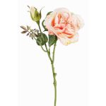 Rosa centifolia finta JUDY, crema-rosa, 40cm, Ø9cm