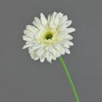Gerbera finta HELLI, crema, 65cm, Ø12cm