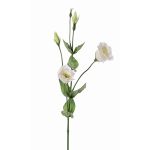 Lisianthus finto JUDIKA, bianco-verde, 70cm, Ø5cm