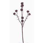 Ramo di eucalipto artificiale BASILIUS con frutti, marrone, 60cm
