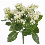 Kalanchoe finta LORRE su stelo, zona trasversale, bianco, 35cm, Ø30cm