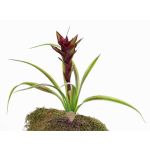 Guzmania di plastica ANELY, fiorita, su stelo, rossa, 40cm