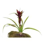 Guzmania di plastica ANELY, fiorita, su stelo, rossa, 40cm