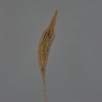 Bulbinella finta TALUNA, marrone chiaro, 65cm, Ø6cm