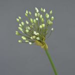 Allium finto KATYNA, crema, 70cm