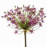 Allium finto BRAIS, viola, 90cm