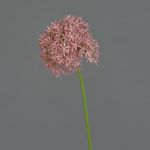 Allium finto ARNAU, fucsia, 60cm