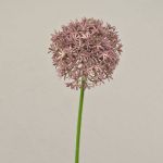 Allium finto ARNAU, rosa, 60cm