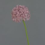 Allium finto ARNAU, viola, 60cm