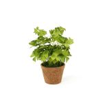 Trifoglio artificiale NICCOLO in vaso decorativo, verde, 25 cm