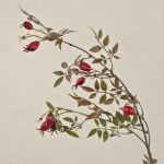 Ramo di rosa selvatica artificiale WARDALIA con cinorrodi, rosso, 95cm
