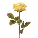 Fiore decorativo rosa DRINT, effetto secco, verde-crema, 60cm, Ø10,5cm