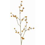 Ramo decorativo di Stirlingia latifolia COLLAN, arancione-verde, 75 cm, Ø 1 cm