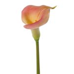 Fiore artificiale Calla MIRAC, rosa-giallo, 75 cm, 12x15 cm