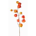 Ramo decorativo di physalis PERSEI con frutti, arancione, 80cm