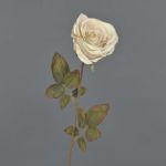 Rosa artificiale NAJMA, effetto secco, crema-rosa, 65cm, Ø10cm