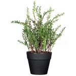 Dekokraut Thymian DURNAS im Dekotopf, grün, 24cm