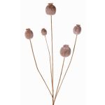 Capsula di papavero sintetica FILOMELA, marrone chiaro, 75cm, Ø2-3,5cm