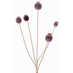 Capsula di papavero sintetica FILOMELA, marrone scuro, 75cm, Ø2-3,5cm