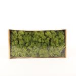 Muschio islandese naturale SVEINBJÖRN, verde prato, 500g