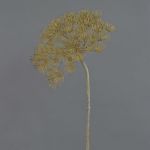 Heracleum finto ANSARI, marrone, 80cm, Ø22cm