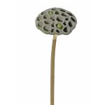 Frutto di loto finto JOHNTEN, marrone, 65cm, Ø10cm