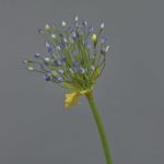 Allium finto KATYNA, blu, 70cm