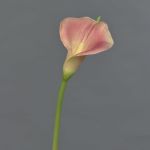 Künstliche Calla MIRAC, rosa-gelb, 75cm, 12x15cm