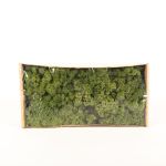 Muschio naturale islandese SVEINBJÖRN, verde, 500g
