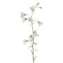 Campanula finta GISELA, bianco, 65cm, Ø5cm
