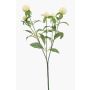 Ramo decorativo di amaranto sferico DREWON, crema, 65 cm, Ø 2-3 cm