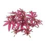 Foglia artificiale di acero giapponese FANTIN, 24 pezzi, fucsia, Ø7-9cm