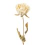 Fiore artificiale Rosa PANSOK, effetto secco, color crema, 55 cm, Ø 7 cm