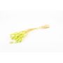 Erba secca BORKA, mazzetto di Lagurus, verde chiaro, 55-75 cm, Ø 12 cm
