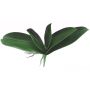Foglie decorative di orchidea Phalaenopsis PRIMALA, radice aerea, 21x26 cm