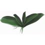 Foglie decorative di orchidea Phalaenopsis PRIMALA, radice aerea, 21x26cm