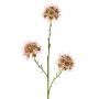 Ramo decorativo Allium ZEBU, rosa, 65 cm, Ø 7 cm