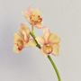 Ramo decorativo di orchidea Cymbidium SERAPHINA, giallo-rosa, 45 cm, Ø 10-13 cm